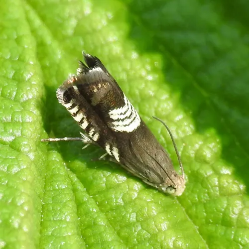 Grapholita compositella - photo 3
