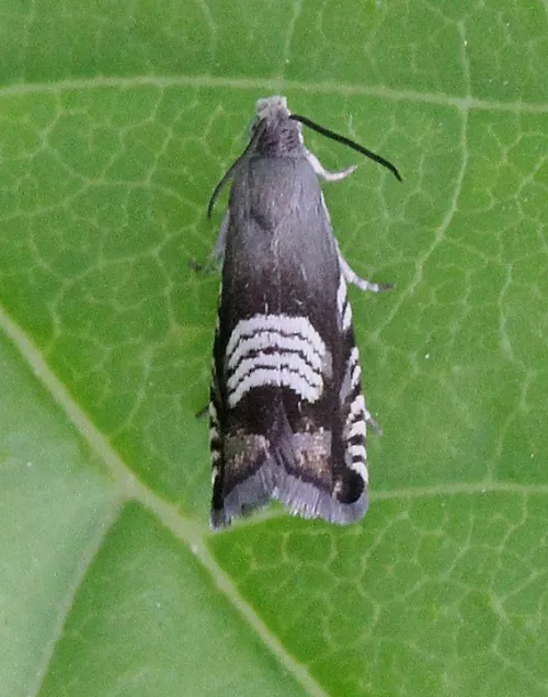 Grapholita compositella - photo 4