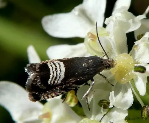 Grapholita compositella - photo 5