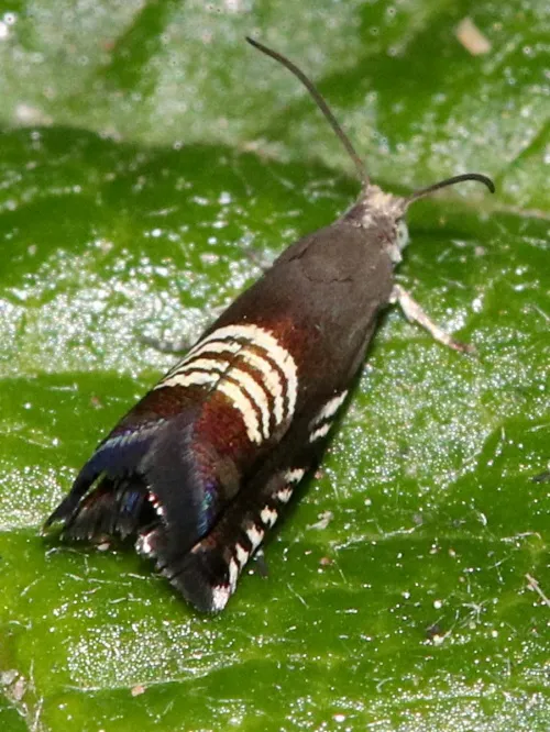 Grapholita compositella - photo 6