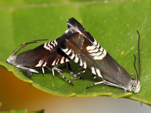 Grapholita compositella - photo 7