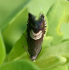 Grapholita compositella - photo 8