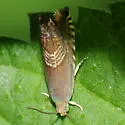 Eurasian Hemp Moth - Hodges#3443.1