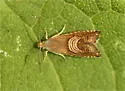 Eurasian Hemp Moth - Hodges#3443.1 - photo 2