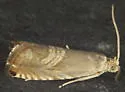 Eurasian Hemp Moth - Hodges#3443.1 - photo 3