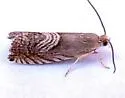 Eurasian Hemp Moth - Hodges#3443.1 - photo 4