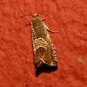 Eurasian Hemp Moth - Hodges#3443.1 - photo 5