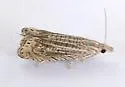 Grapholita hieroglyphana - Hodges#3441.1