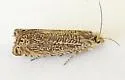 Grapholita hieroglyphana - Hodges#3441.1 - photo 2