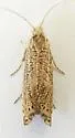 Grapholita hieroglyphana - Hodges#3441.1 - photo 3