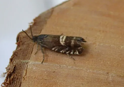 Grapholita internana