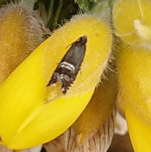 Grapholita internana - photo 2