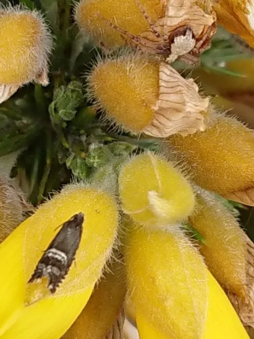 Grapholita internana - photo 3