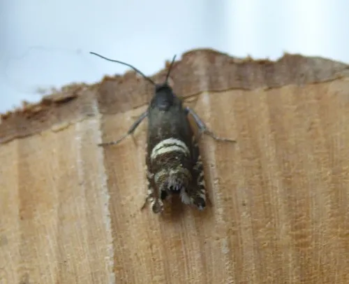 Grapholita internana - photo 4