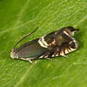 Clover Head Caterpillar Moth - Hodges#3439 - photo 2