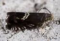 Clover Head Caterpillar Moth - Hodges#3439 - photo 3
