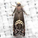 Clover Head Caterpillar Moth - Hodges#3439 - photo 4