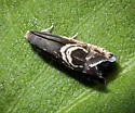 Clover Head Caterpillar Moth - Hodges#3439 - photo 5