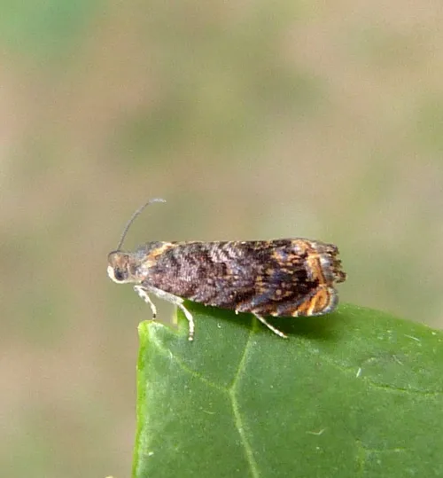 Grapholita janthinana