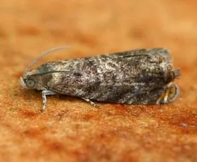 Grapholita janthinana - photo 2