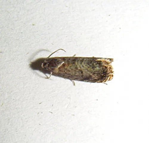 Grapholita janthinana - photo 3