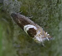 Grapholita jungiella