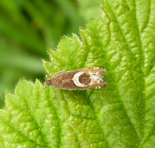 Grapholita jungiella - photo 2