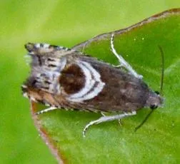Grapholita jungiella - photo 3