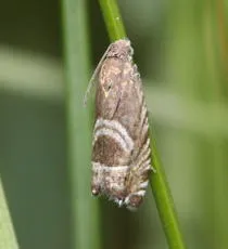 Grapholita jungiella - photo 4