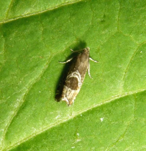 Grapholita jungiella - photo 5