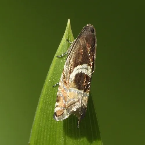 Grapholita jungiella - photo 6