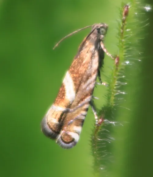 Grapholita jungiella - photo 7