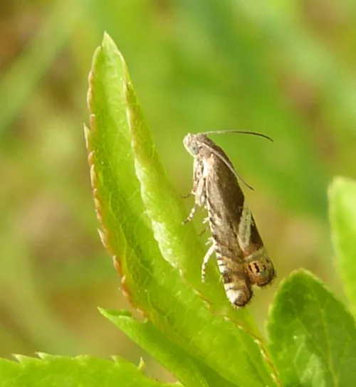 Grapholita jungiella - photo 8