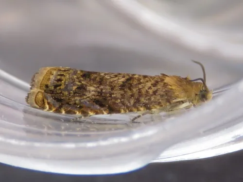 Grapholita lobarzewskii - Grapholita lobarzewskii