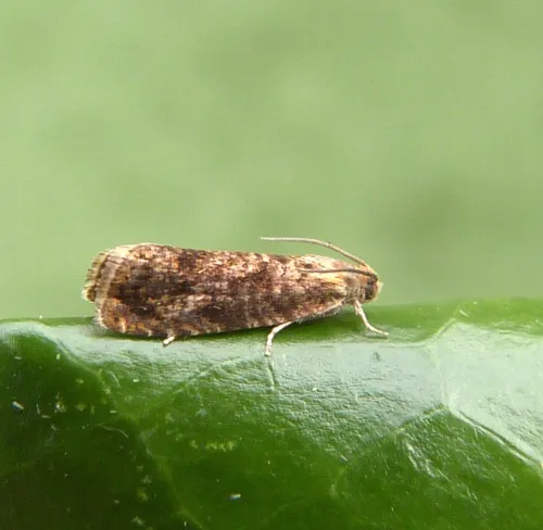 Grapholita lobarzewskii - photo 2