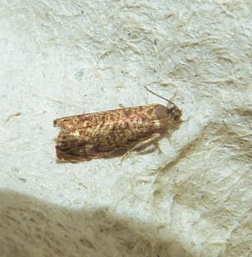 Grapholita lobarzewskii - photo 3