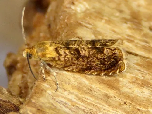 Grapholita lobarzewskii - photo 4