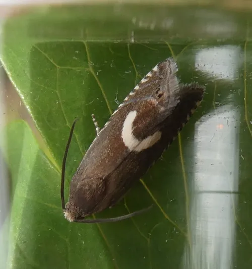 Grapholita lunulana - photo 2