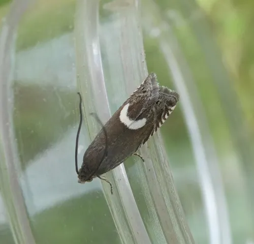 Grapholita lunulana - photo 3