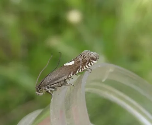 Grapholita lunulana - photo 5