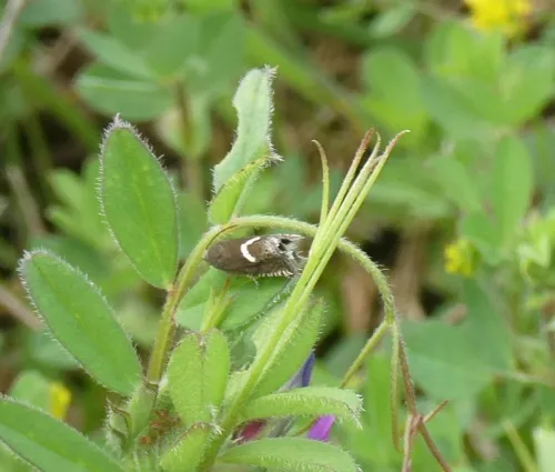 Grapholita lunulana - photo 6