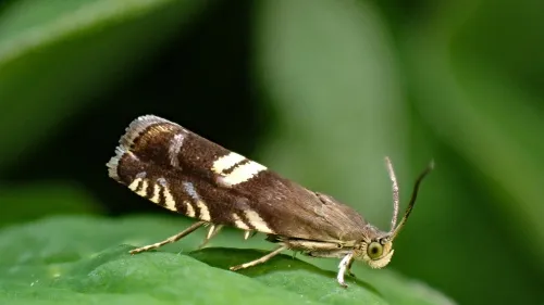 Grapholita pallifrontana - Grapholita pallifrontana