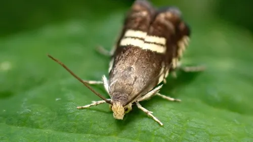Grapholita pallifrontana - photo 2