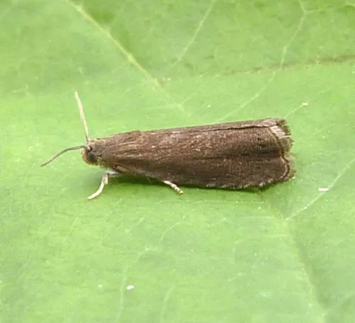 Grapholita tenebrosana - photo 2