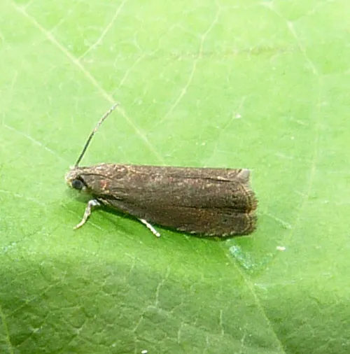 Grapholita tenebrosana - photo 3