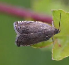 Grapholita tenebrosana - photo 4