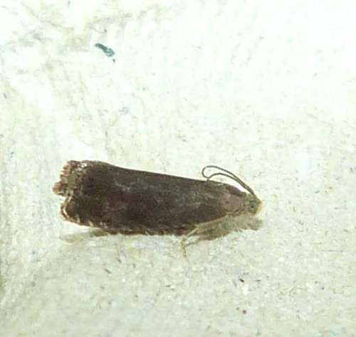 Grapholita tenebrosana - photo 5