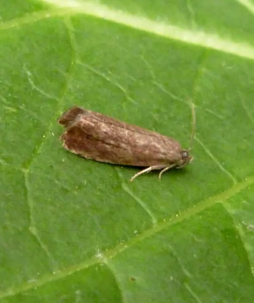 Grapholita tenebrosana - photo 6