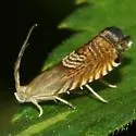 Three-lined Grapholita - Hodges#3443 - photo 3