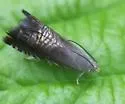 Three-lined Grapholita - Hodges#3443 - photo 4